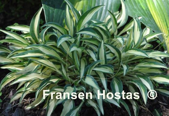 Hosta Little Jay